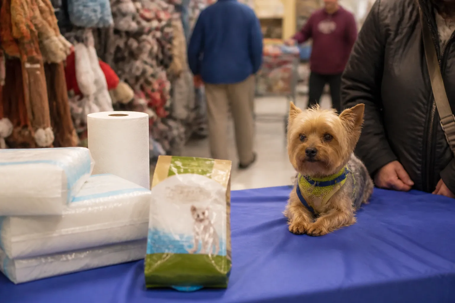 Fostered Yorkie at a PetSmart meet and greet next to donated puppy pads, paper towels, and dog food.