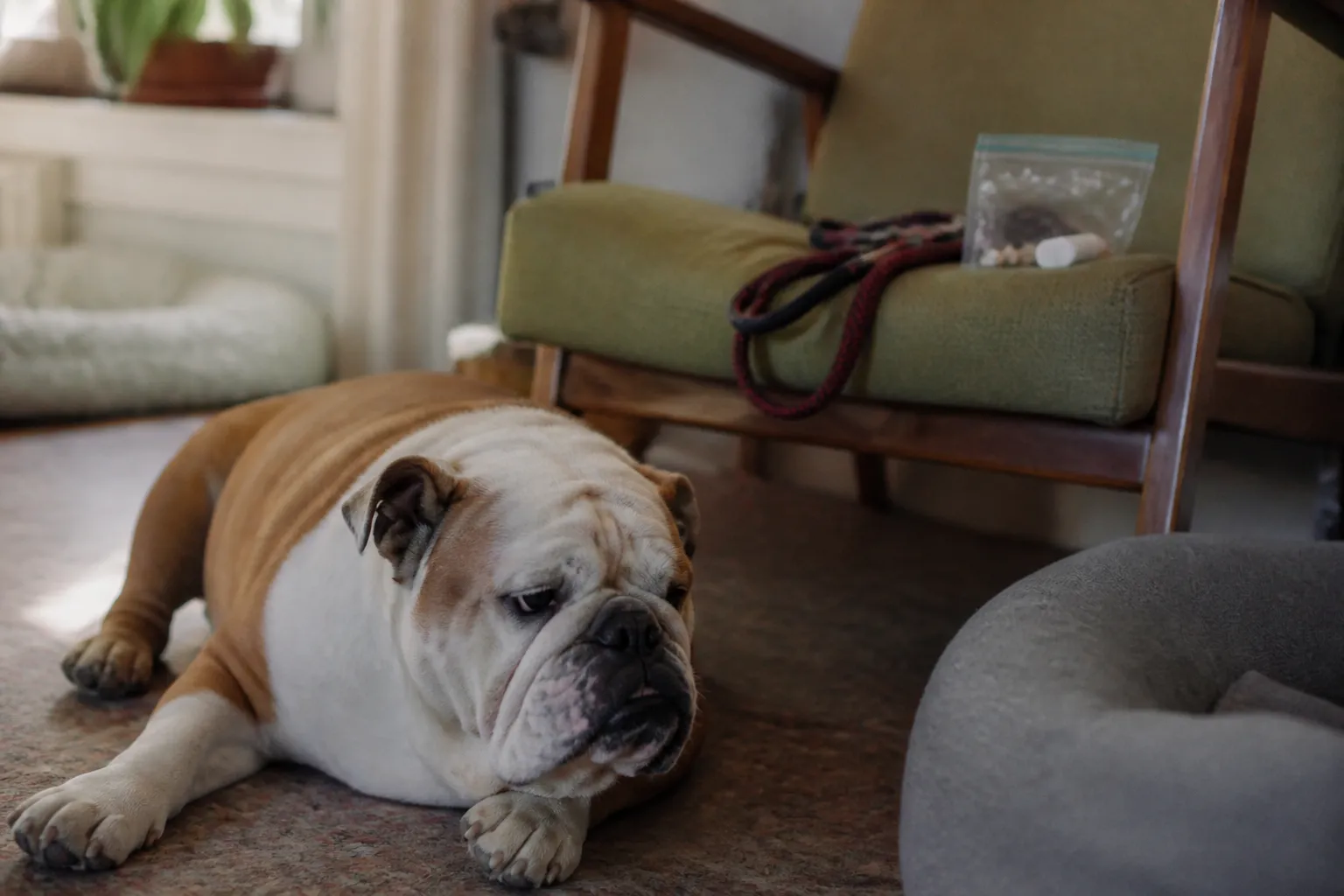 An English Bulldog resting in an Austin foster living room beside a leash, collar, and medication bag.