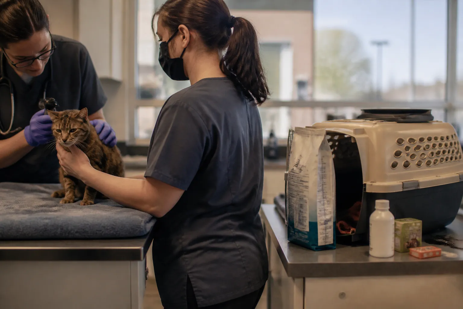 Senior cat on a vet exam surface with prescription food and medication beside its carrier, a scene that shows why people donate to cat rescue in Las Vegas.