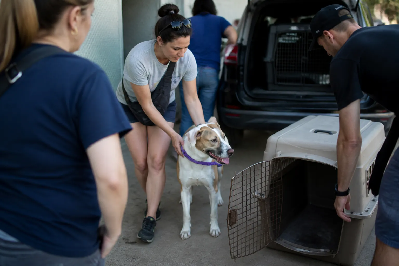 DAWG Project foster dog leaves a Dallas municipal shelter with a crate and volunteer transport team.